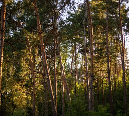 Restoring forests